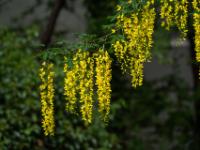 Goldregen im Botanischen Garten - Erlangen